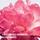 Miss Absolutely Blooming Eau De Parfum 50 ml Miss Absolutely Blooming Eau De Parfum 50 ml